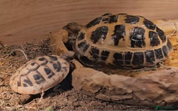 Hermann Tortoise reptiles for sale: Hurmman Tortoise  - Image 1