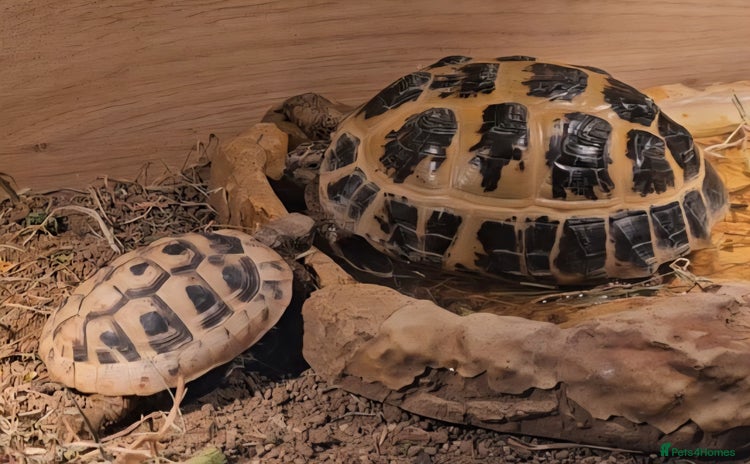 Hermann Tortoise reptiles - Advert 3