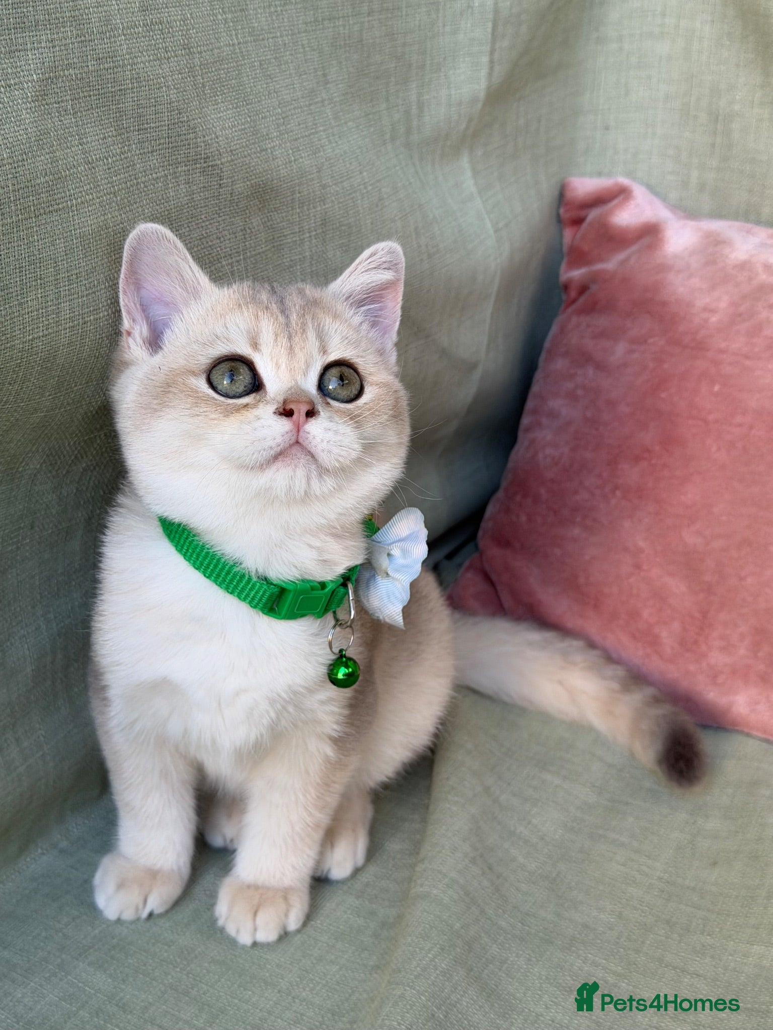 British Shorthair cats  British shorthai goldenkittens odd/blue eyed GCCF - Advert 8