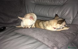 Chihuahua dogs for sale: 2 Chihuahua's needing to be re-homed - Image 7