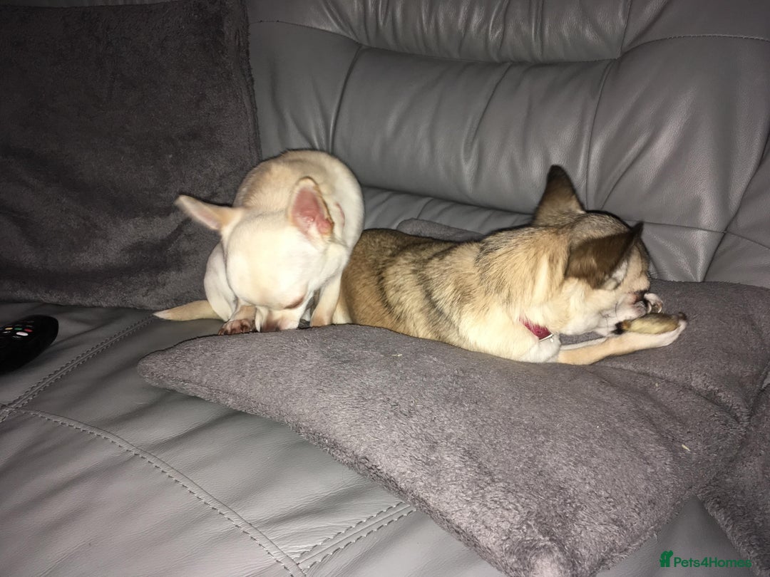 Chihuahua dogs for sale: 2 Chihuahua's needing to be re-homed - Image 7
