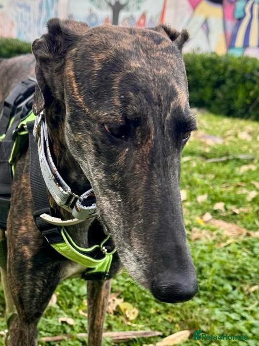 Gala — Mixed Breed