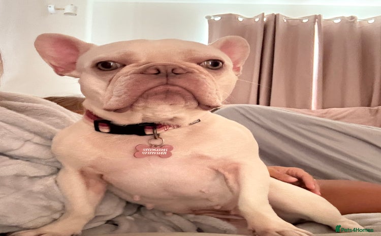 French Bulldog dogs Pedigree platinum French Bull dog  - Advert 7