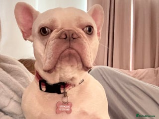 French Bulldog dogs Pedigree platinum French Bull dog - Advert 9