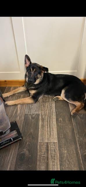 Mixed Breed dogs Meet Mila - Advert 1