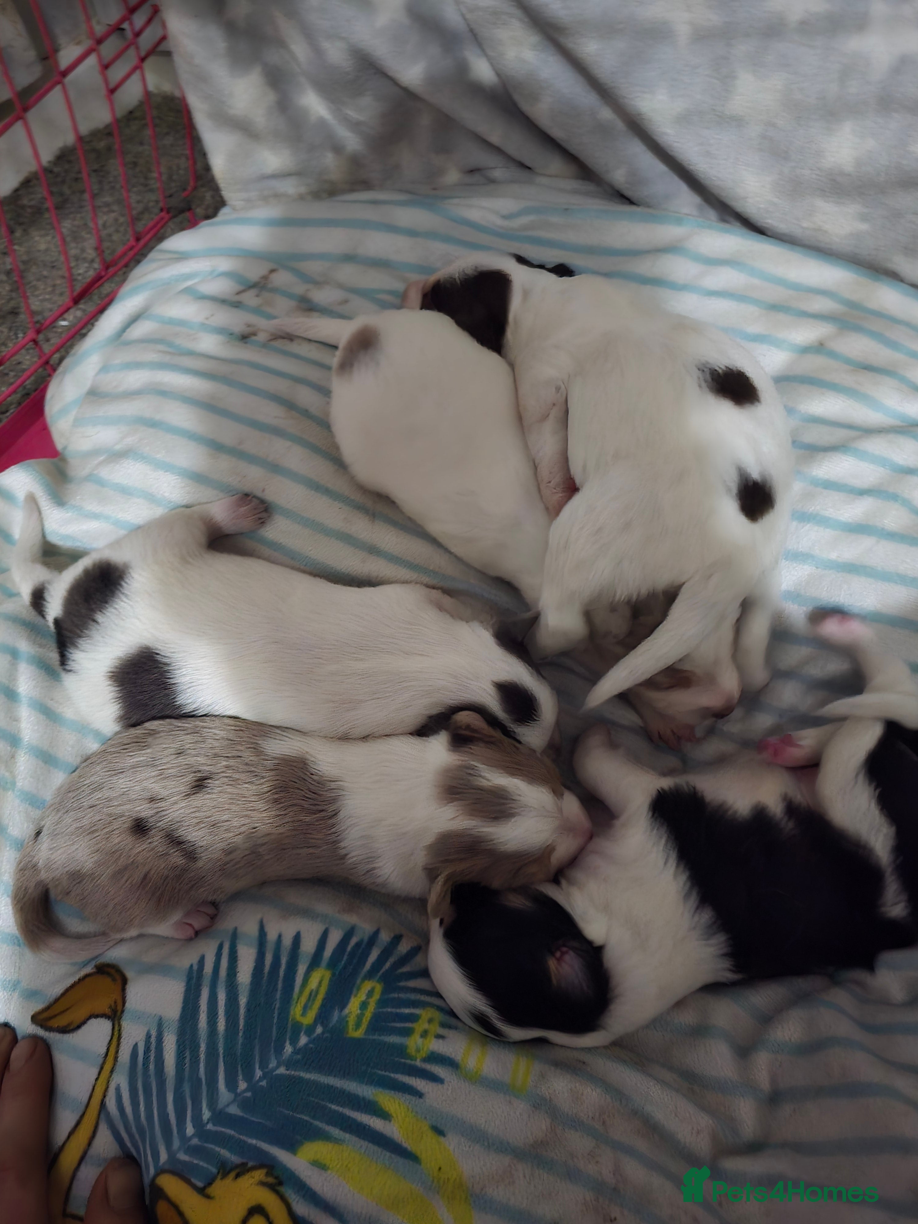 Border Collie dogs Beautiful litter of red merle border collies - Advert 7