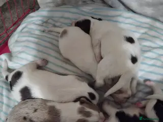 Border Collie dogs Beautiful litter of red merle border collies - Advert 7