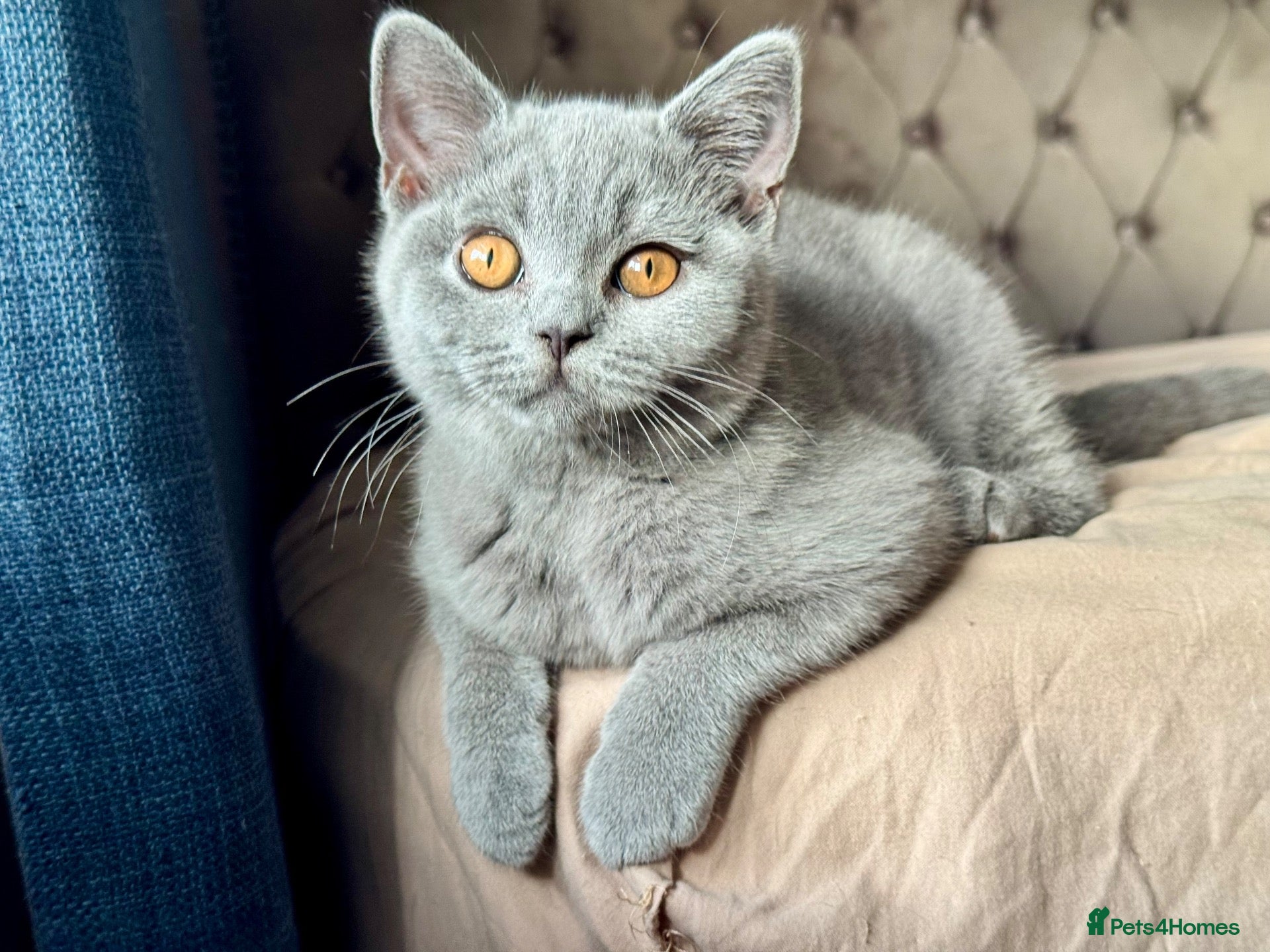 British Shorthair cats TICA Registered BritishShorthairKittens  Ready now - Advert 10