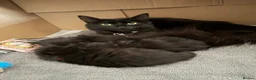 Mixed Breed cats for sale: 2 female kittens  - Advert 2
