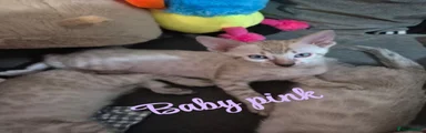 Bengal 1