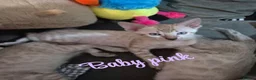 Bengal cats for sale: Female snow bengal kitten in Hamilton - Advert 2