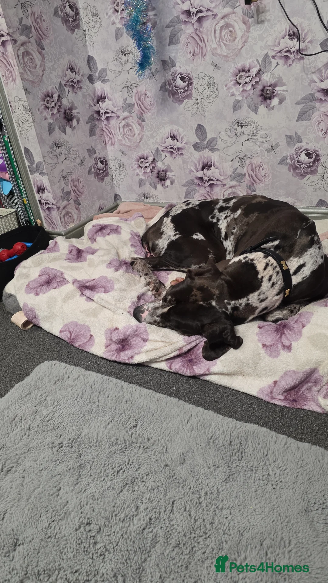 Great Dane dogs for sale: Beautiful male dane - Advert 4