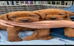 Labrador Retriever dogs for sale: Very dark Fox Red Labrador puppies - Image 8
