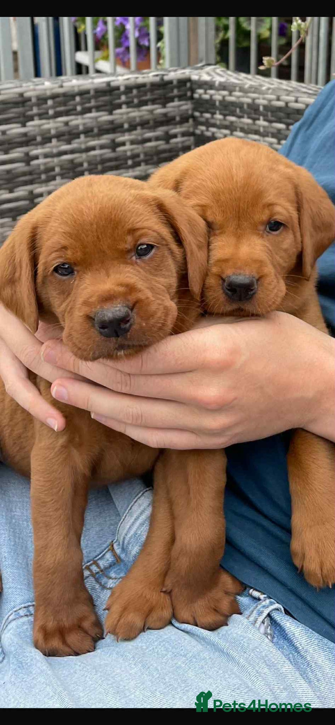Labrador Retriever dogs for sale: Very dark Fox Red Labrador puppies - Image 8