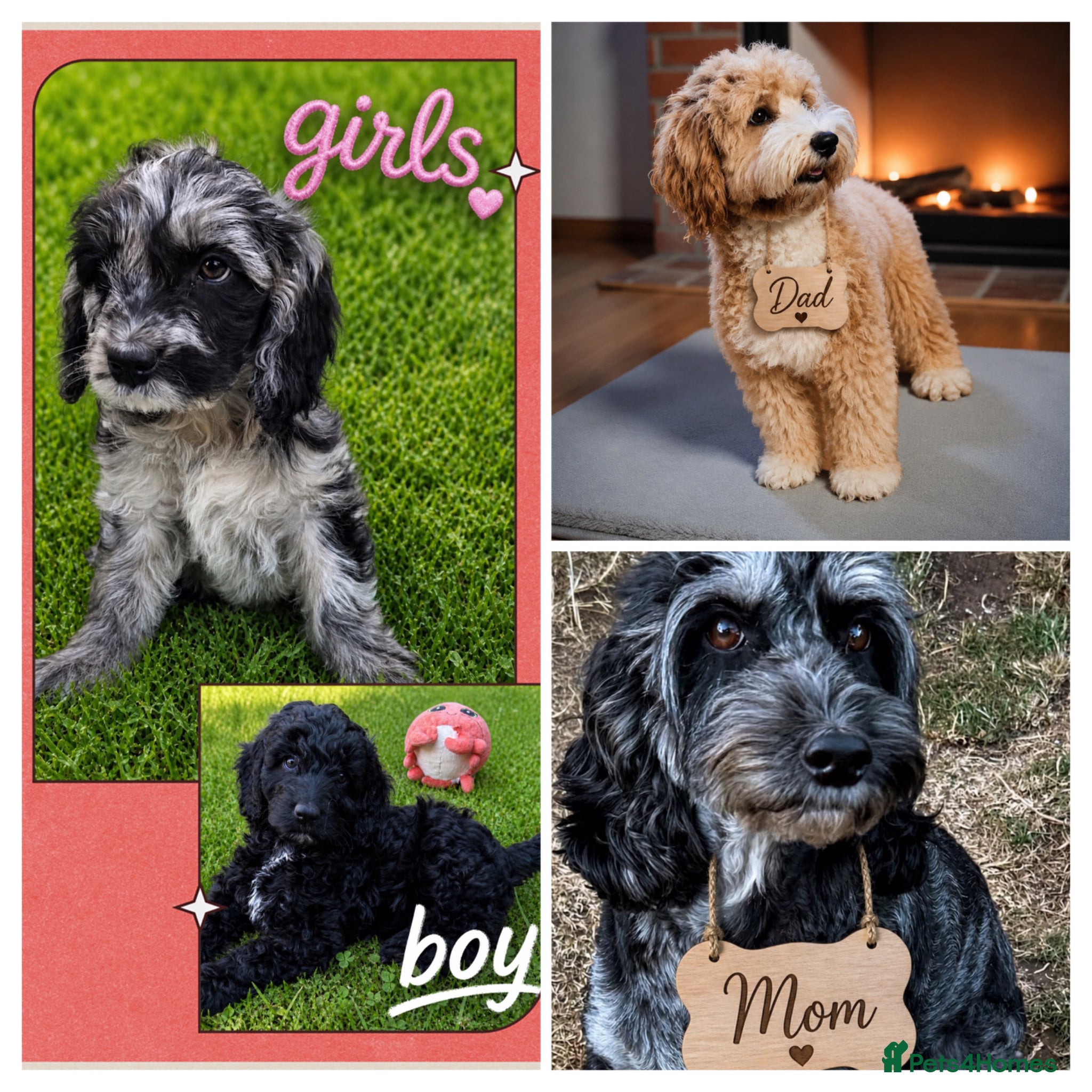 Australian Labradoodle dogs beautiful girl and boy ready for home - Advert 11