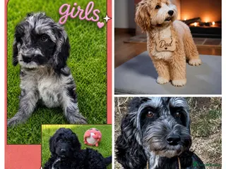 Australian Labradoodle dogs beautiful girl and boy ready for home - Advert 3