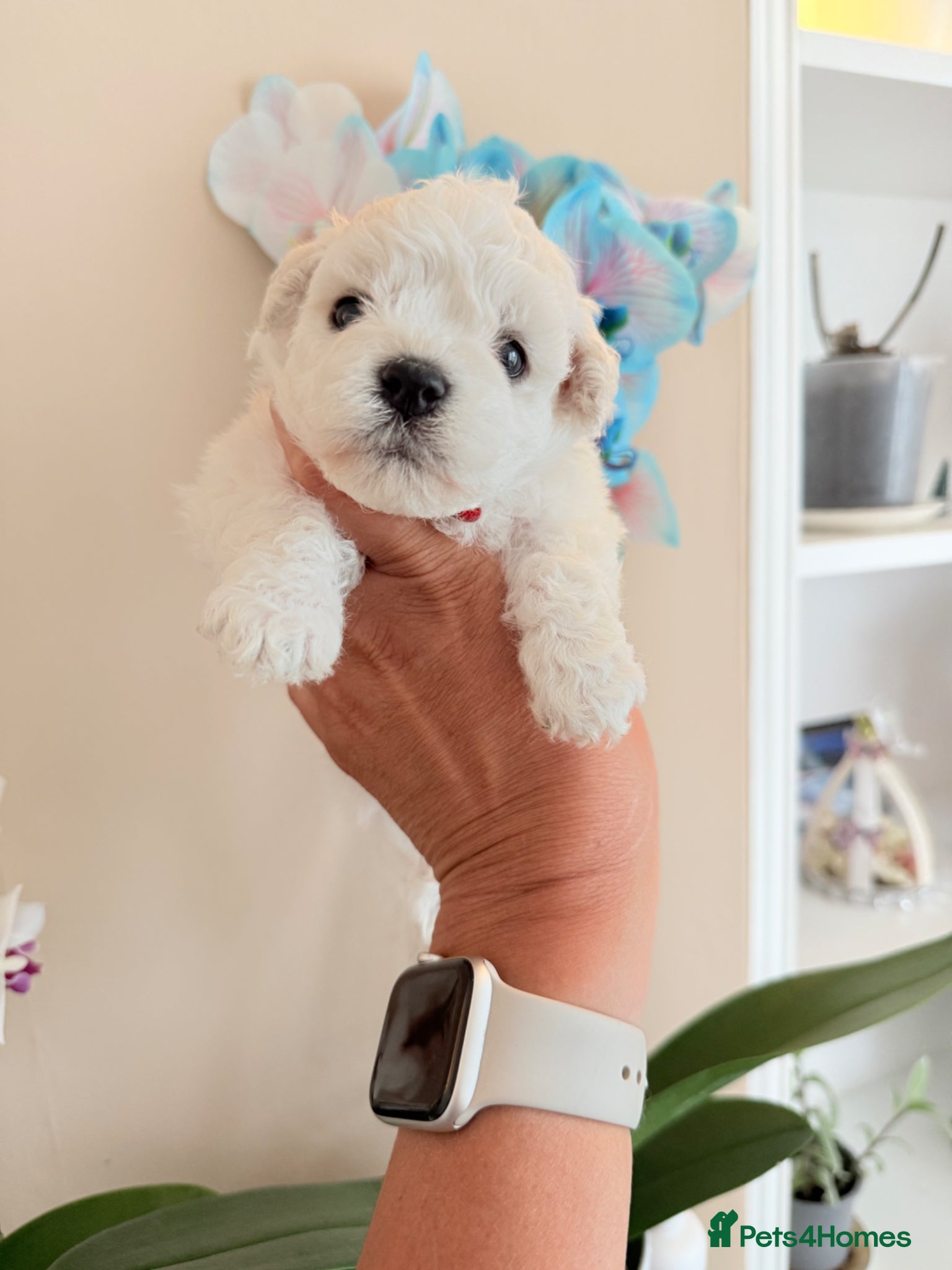 Bichon Frise dogs 🐶 Gorgeous Pedigree Bichon Frise - Advert 14