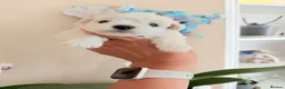 Bichon Frise dogs for sale: 🐶 Gorgeous Pedigree Bichon Frise - Advert 7