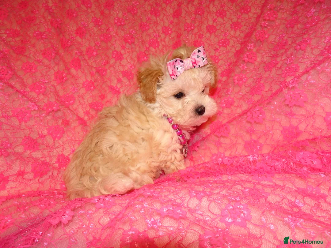 Maltipoo dogs for sale: *Apricot F1 Maltese x Toy Poodle Maltipoo Puppy* - Advert 18