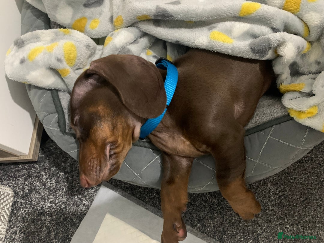 Miniature Dachshund dogs for stud: Miniature Dachshund STUD dog  - Advert 5