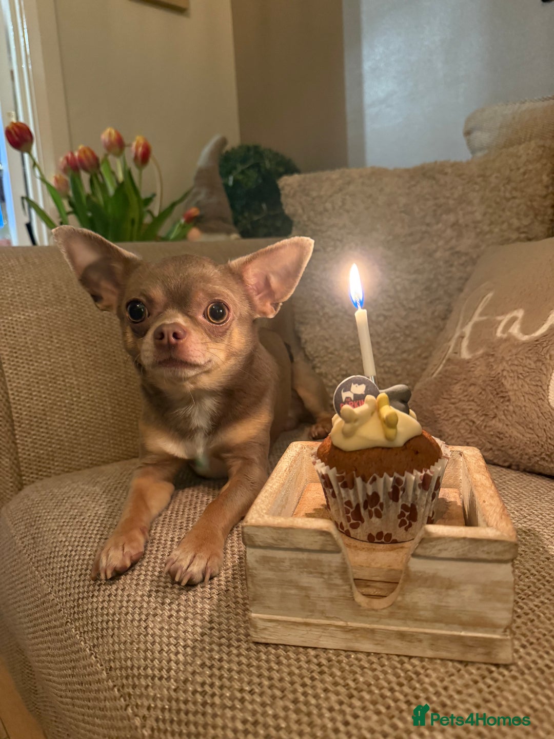 Chihuahua dogs for stud: KC registered male chihuahua for stud - Advert 2