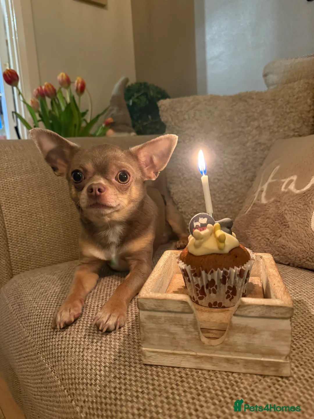 Chihuahua dogs for stud: KC registered male chihuahua for stud - Advert 2