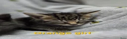 Mixed Breed cats for sale: Beautiful kittens looking for their forever homes  - Advert 13