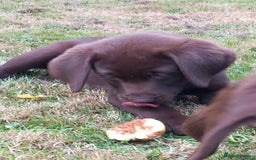 Labrador Retriever dogs for sale: Chunky Chocolate kc reg Labradors  - Image 4
