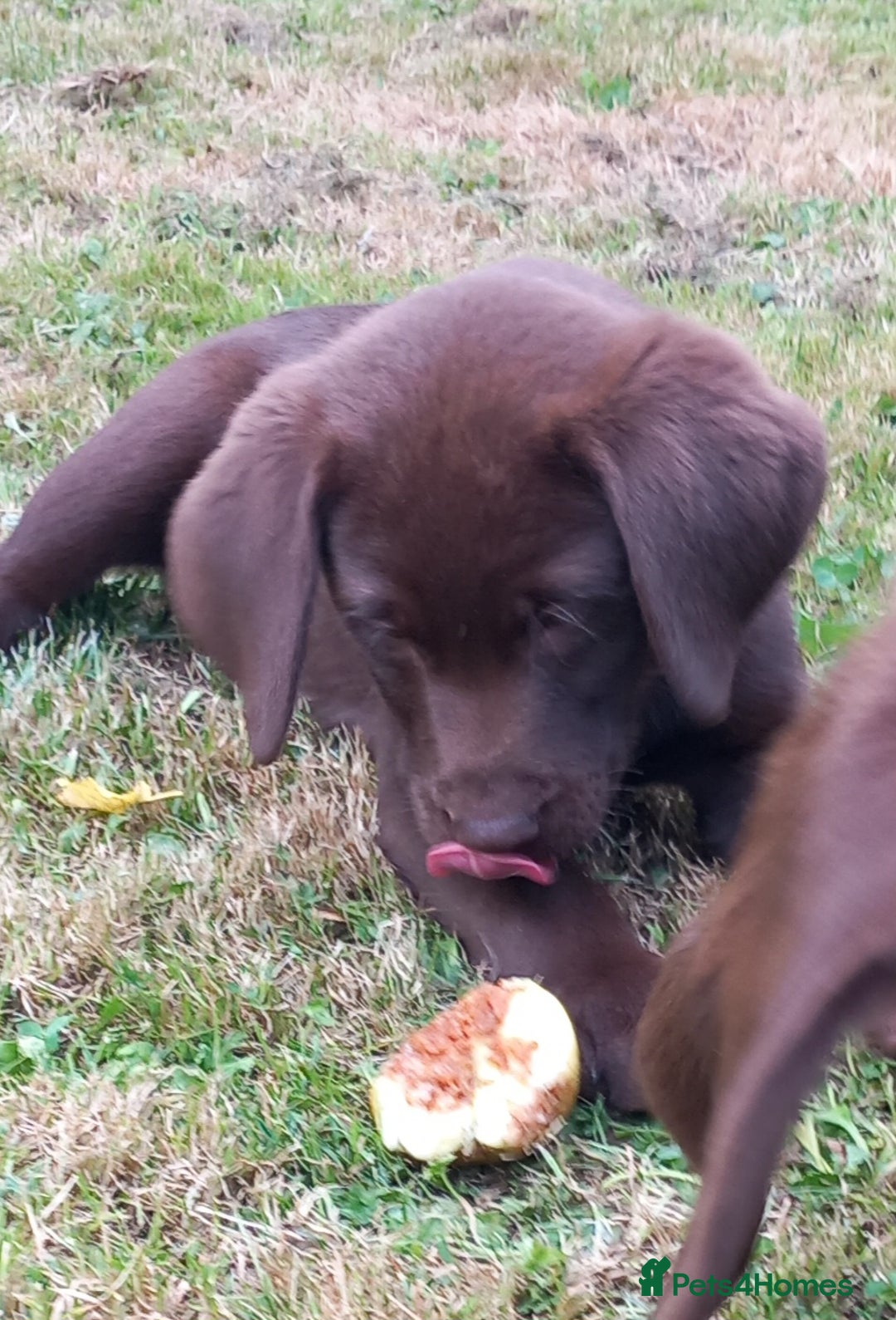 Labrador Retriever dogs for sale: Chunky Chocolate kc reg Labradors  - Image 4