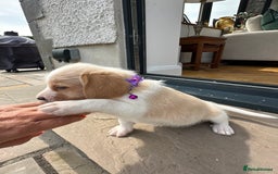 Mixed Breed dogs for sale: Beautiful Beagle X Cavapoo Puppies 🐾  - Image 23