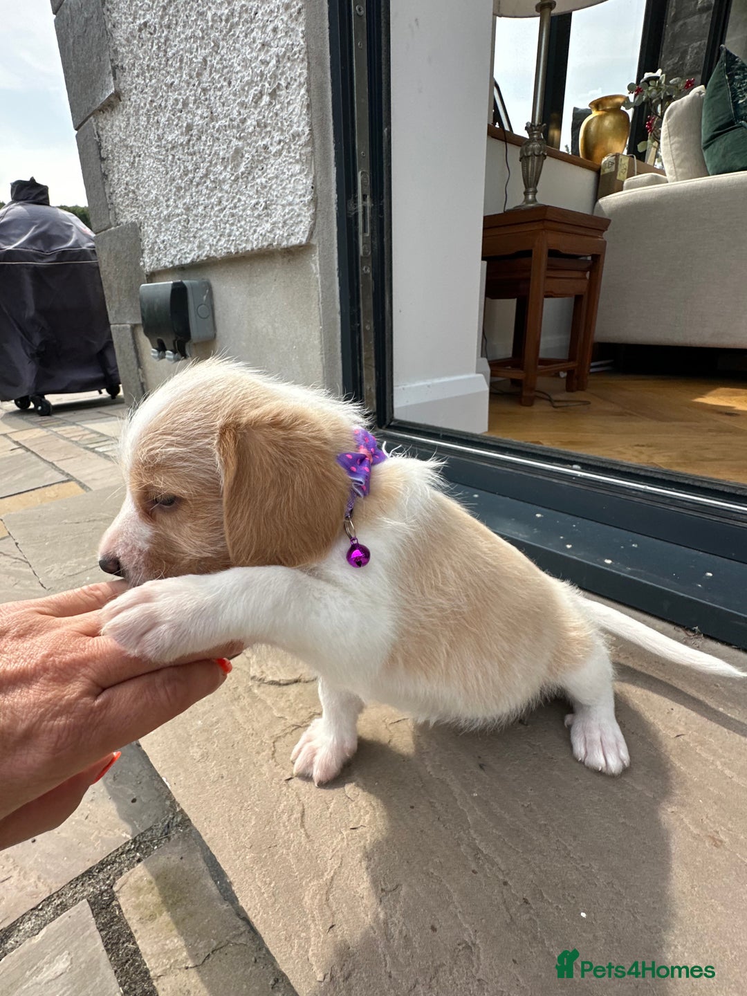 Mixed Breed dogs for sale: Beautiful Beagle X Cavapoo Puppies 🐾  - Image 23