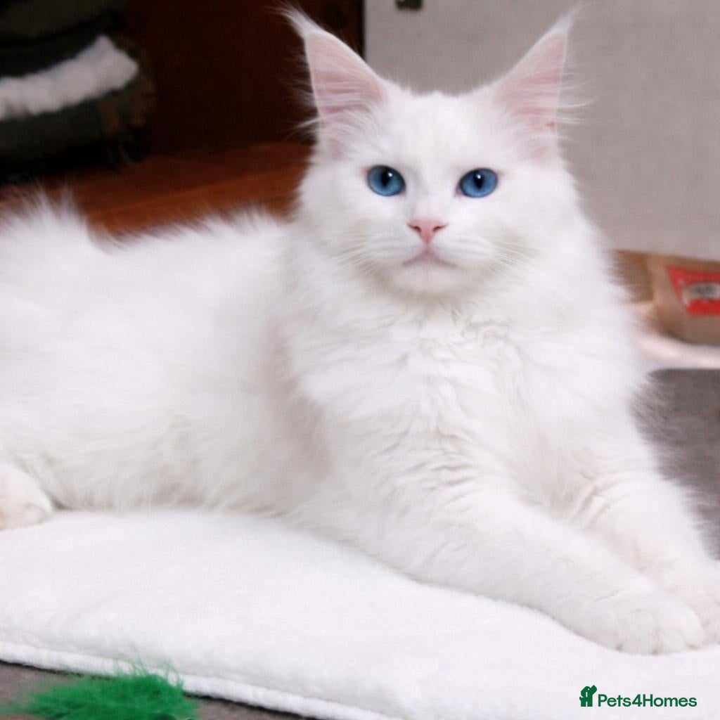 Maine Coon cats Maine Coon Kittens World Champion Bloodlines - Advert 2