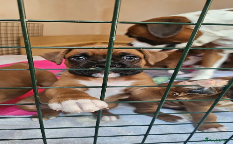 Boxer dogs - Advert 3