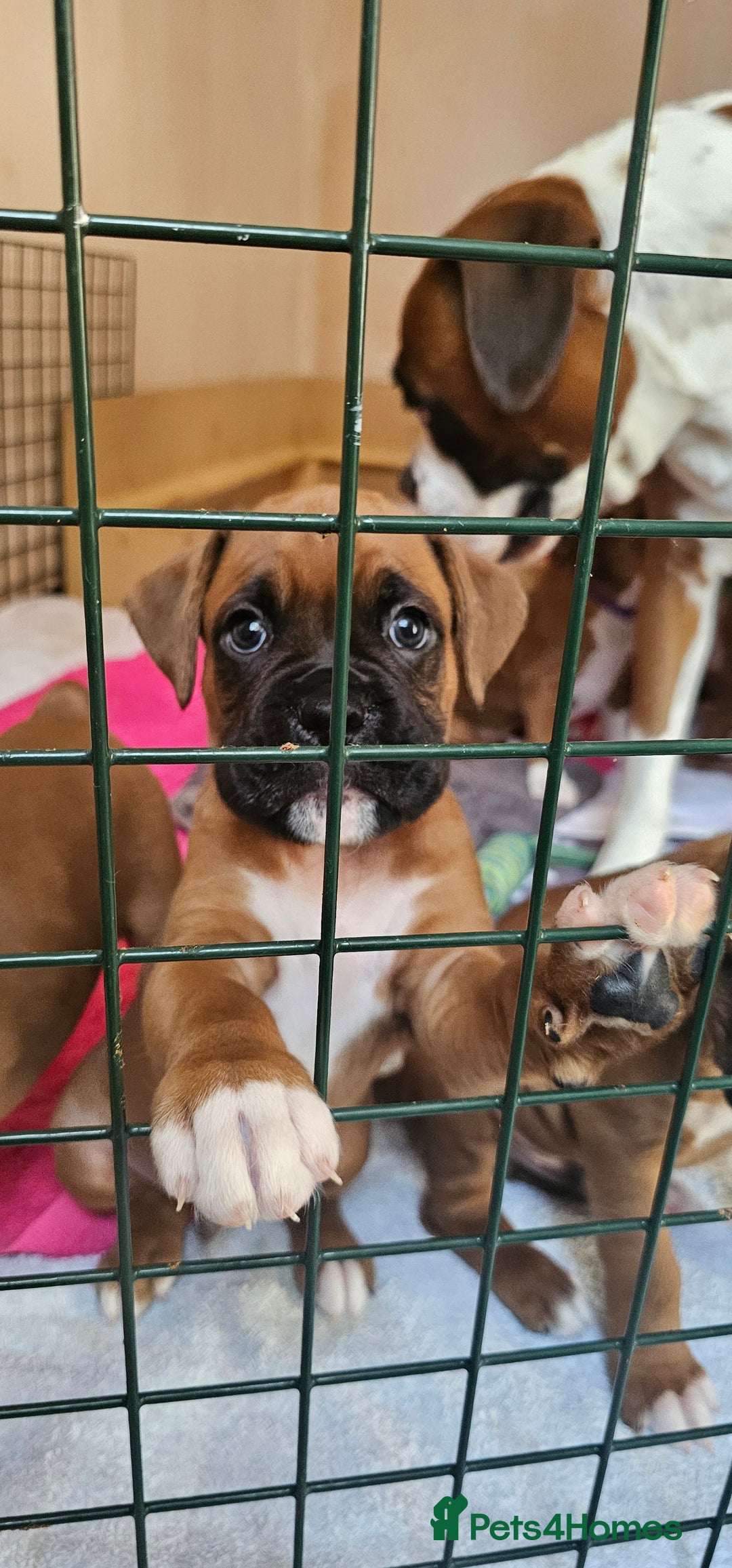 Boxer dogs for sale: *** ONLY 2 LEFT!!! *** - Image 1