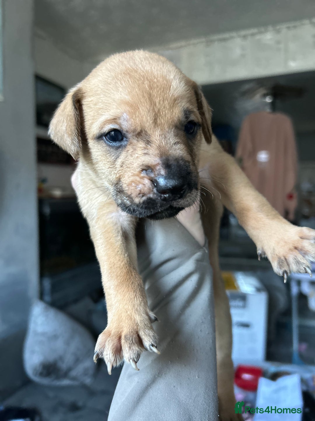 Mixed Breed dogs for sale: Mix breed Staff  - Advert 7