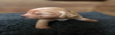 Cockapoo Puppy 5