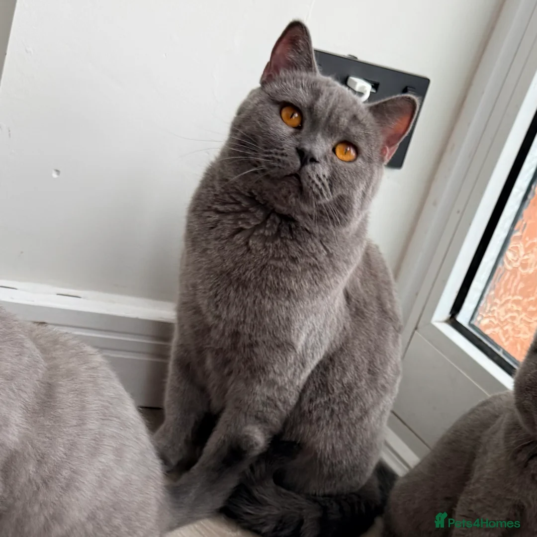 British Shorthair cats for sale: GCCF Active British shorthair female - Advert 2