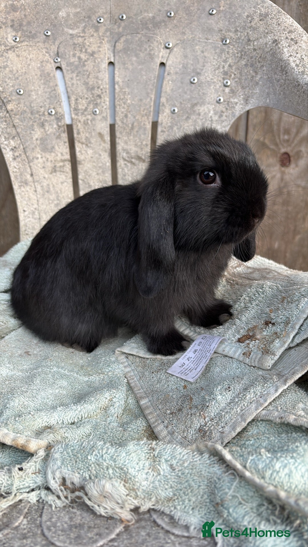 Mini Lop rabbits Black minilop doe - Advert 1