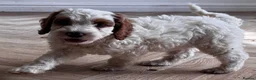 Australian Labradoodle dogs for sale: Multi-Gen Australian Labradoodle Puppies - Advert 13