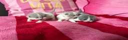 British Shorthair cats for sale: Champion Line British Shorthair Kittens 😻🥇🏆🐾 - Advert 28