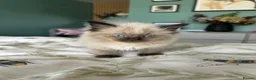 Ragdoll cats for sale: Ragdoll boys  - Advert 6
