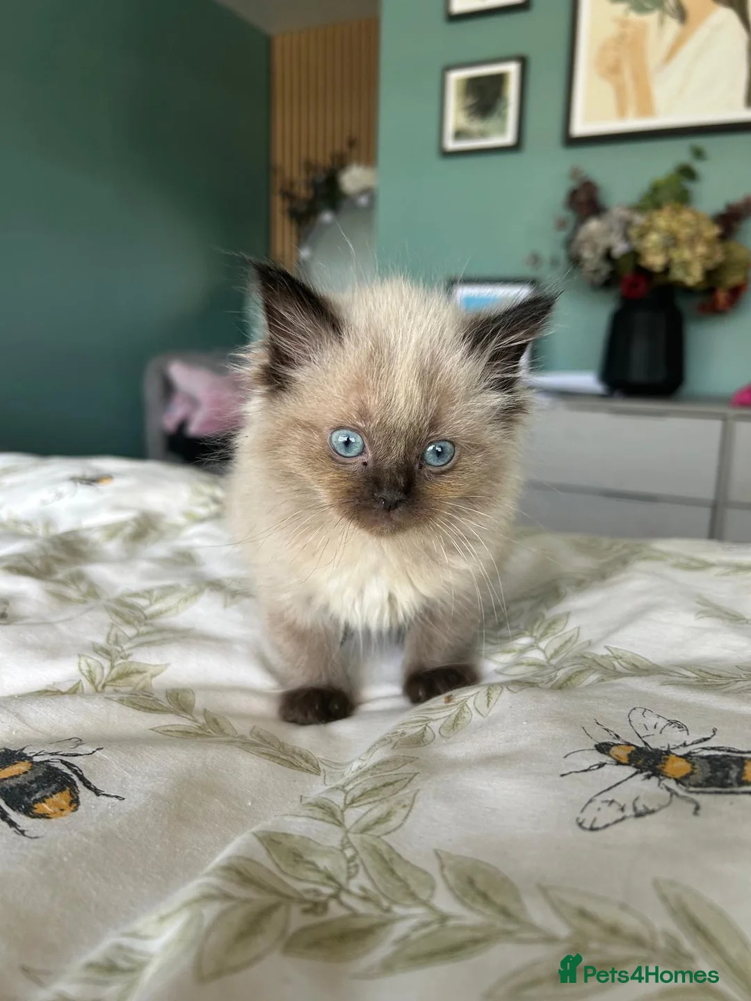 Ragdoll cats for sale: Ragdoll boys  - Advert 6