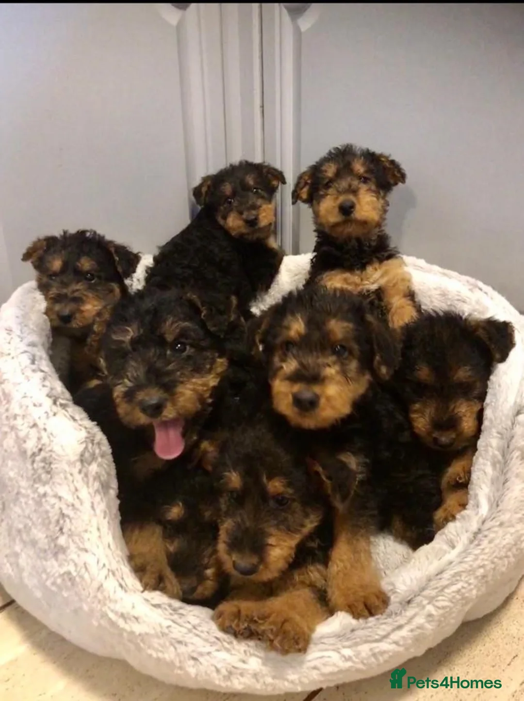 Airedale Terrier dogs for stud: Proven KC Airedale Stud  in Oldham - Advert 9