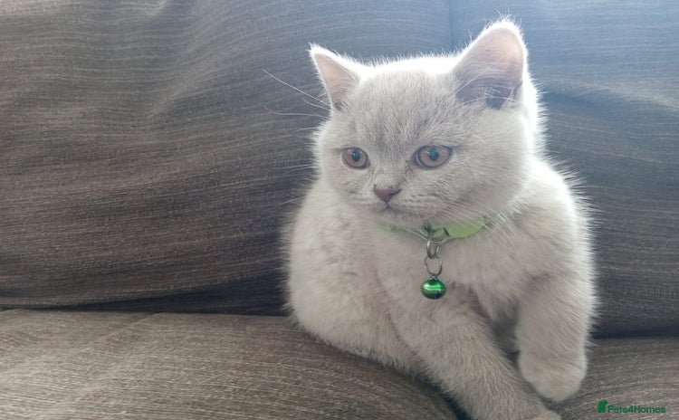 British Shorthair cats BSH lilac girls, GCCF registered  - Advert 13