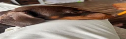 Miniature Dachshund dogs for sale: Frank - Advert 3