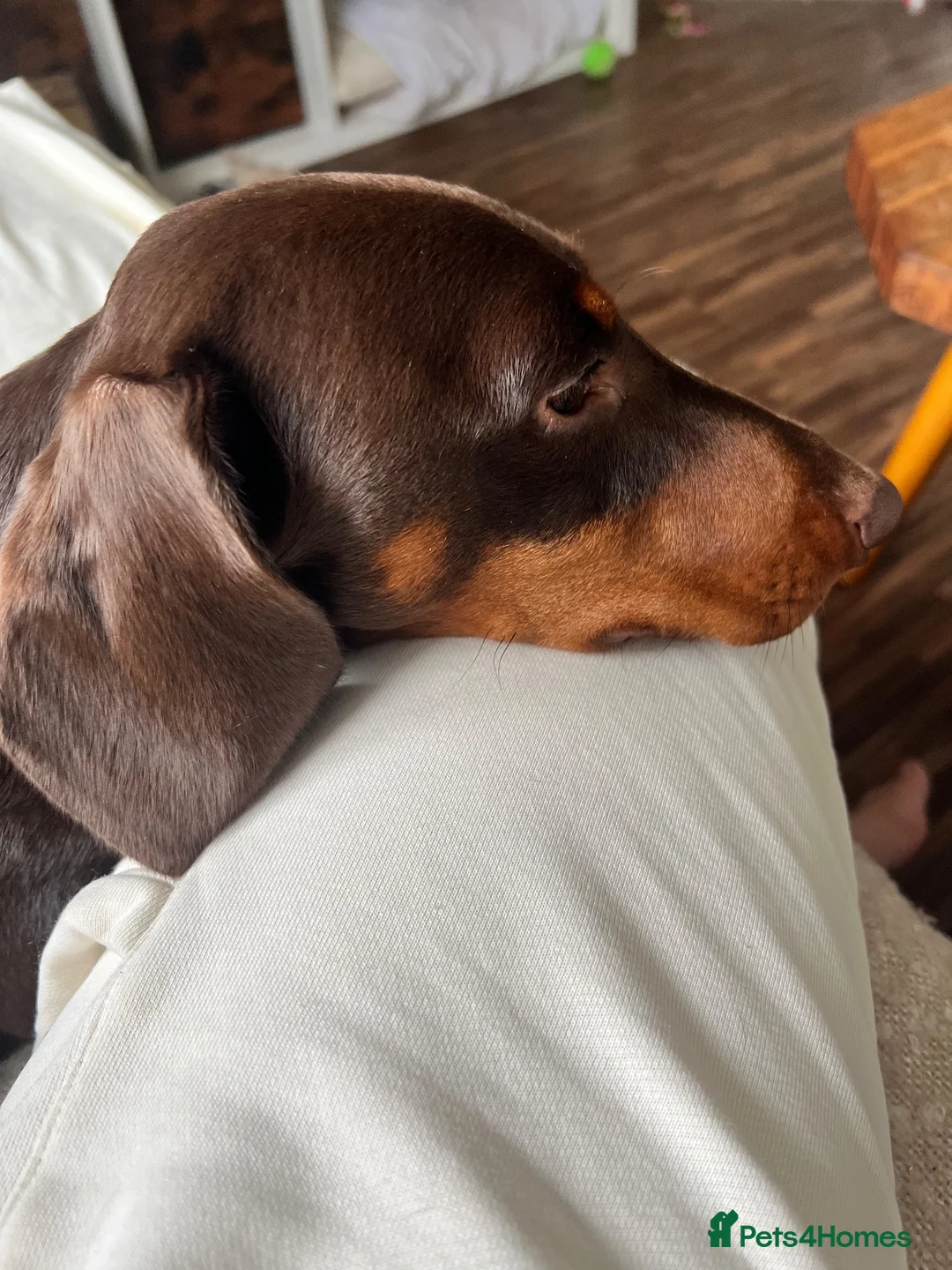 Miniature Dachshund dogs for sale: Frank - Advert 3