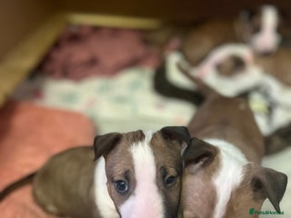 English Bull Terrier dogs - Advert 1