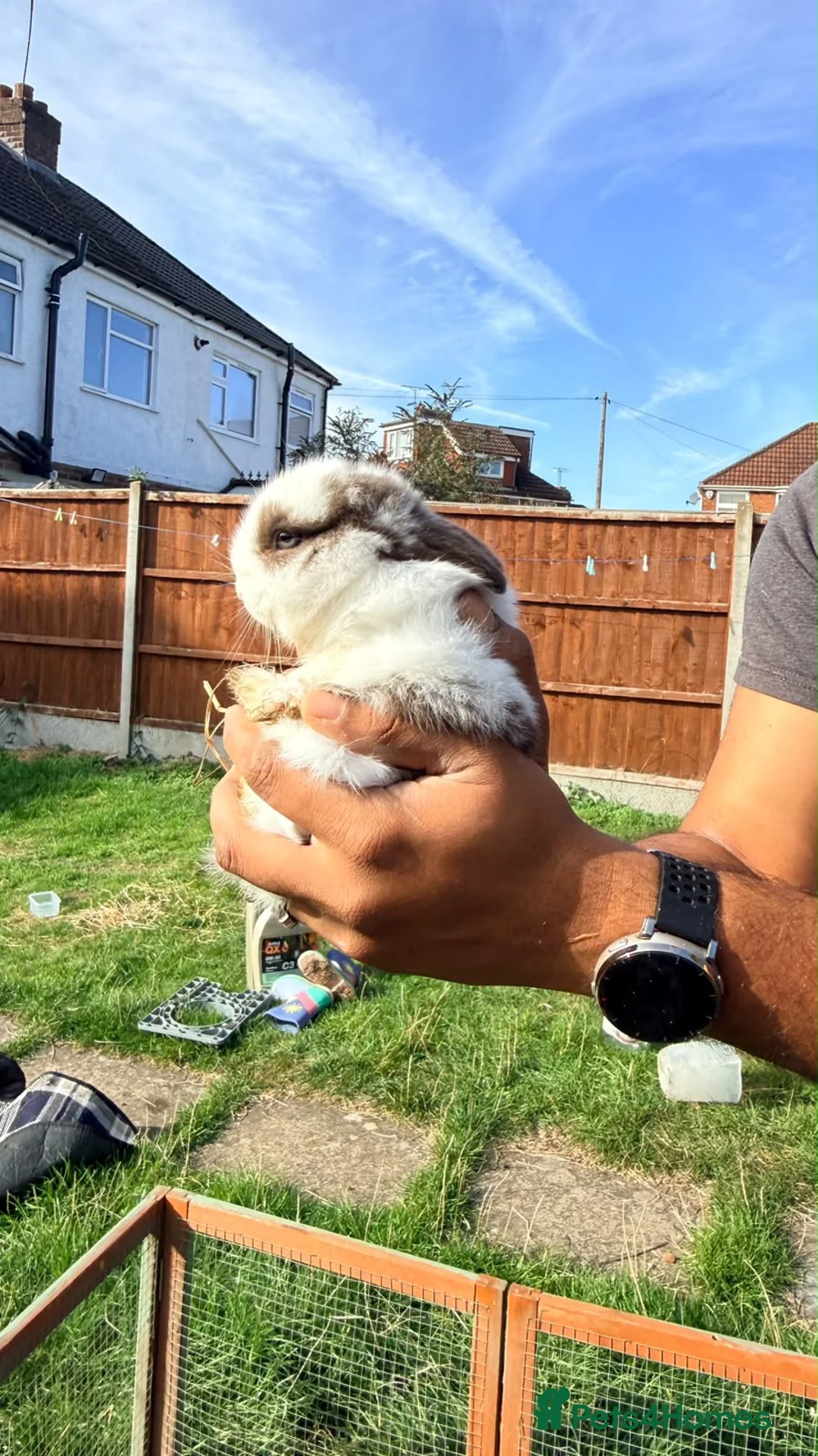 Mixed Breed rabbits for sale: 4 Baby Bunnies Seeking Loving Homes - Advert 2