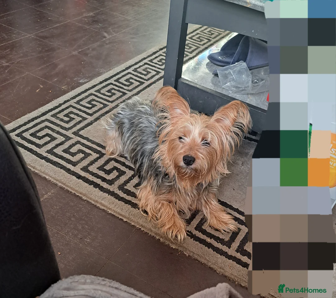 Yorkshire Terrier dogs for sale: Yorkshire puppies - Advert 4