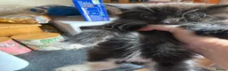 Mixed Breed cats for sale: Gorgeous kittens for sale  - Advert 6